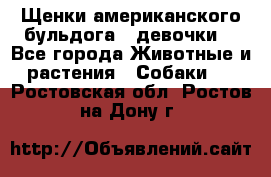 Щенки американского бульдога ( девочки) - Все города Животные и растения » Собаки   . Ростовская обл.,Ростов-на-Дону г.